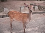 A Nara Deer!