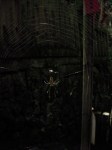 A Spider and his Web