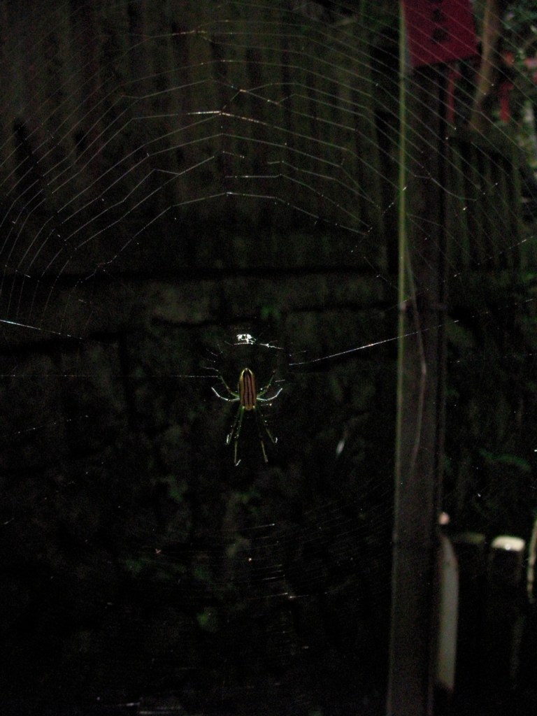 A Spider and his Web