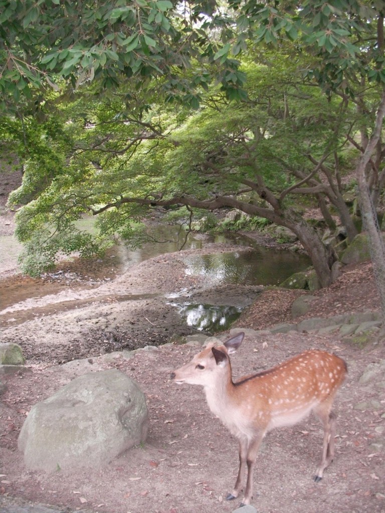 And Another Nara Deer!