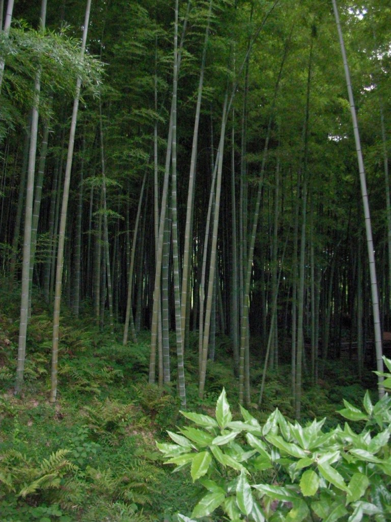 Bamboo Forest