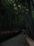 Bamboo Forest Path
