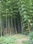 Bamboo Forest