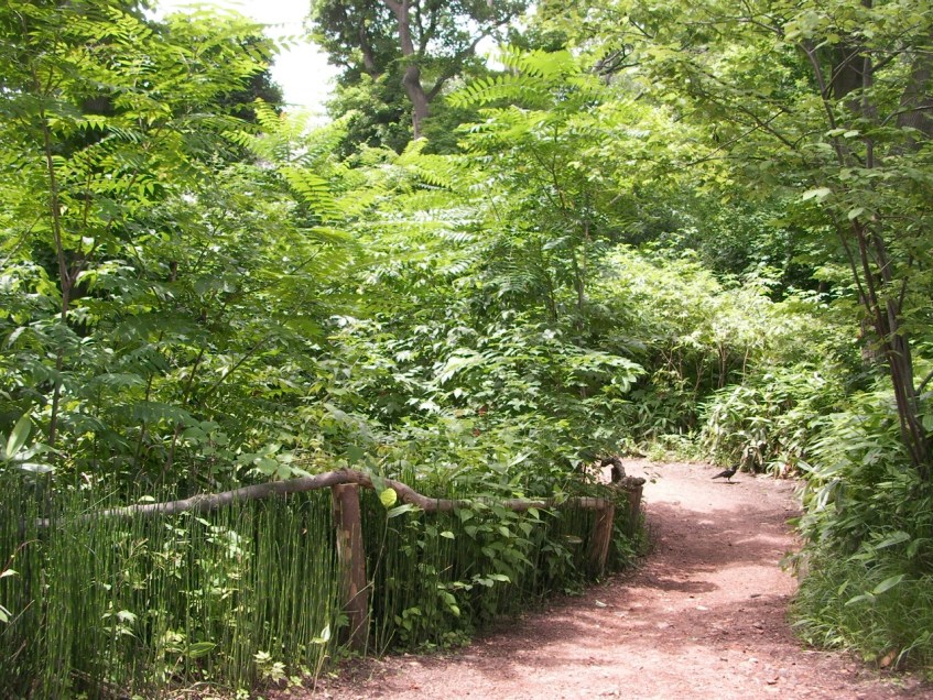 Botanical Gardens (and a Crow)