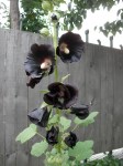 Botanical Gardens - Black Flower!