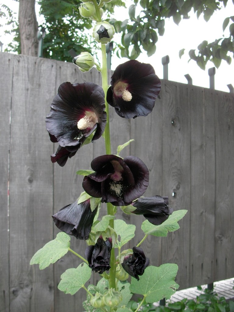 Botanical Gardens - Black Flower!