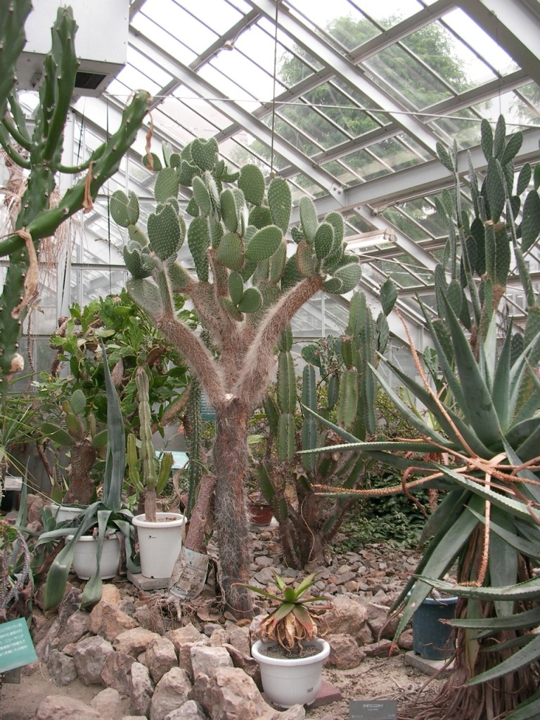 Botanical Gardens - Cactus Garden