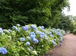 Botanical Gardens - Hydrangea