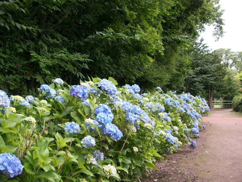 Botanical Gardens - Hydrangea
