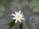 Botanical Gardens - Water Lily