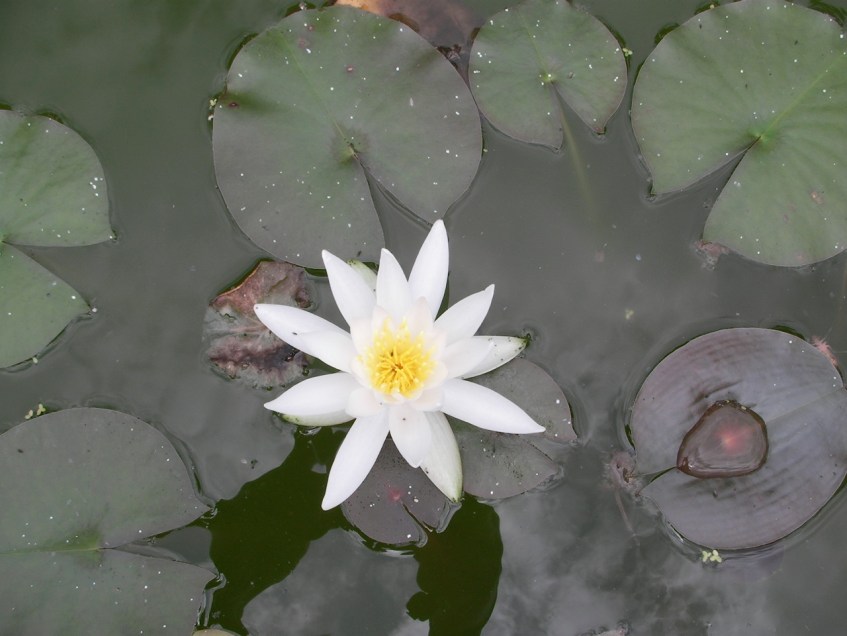 Botanical Gardens - Water Lily
