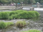 Crane in the River, Arashiyama