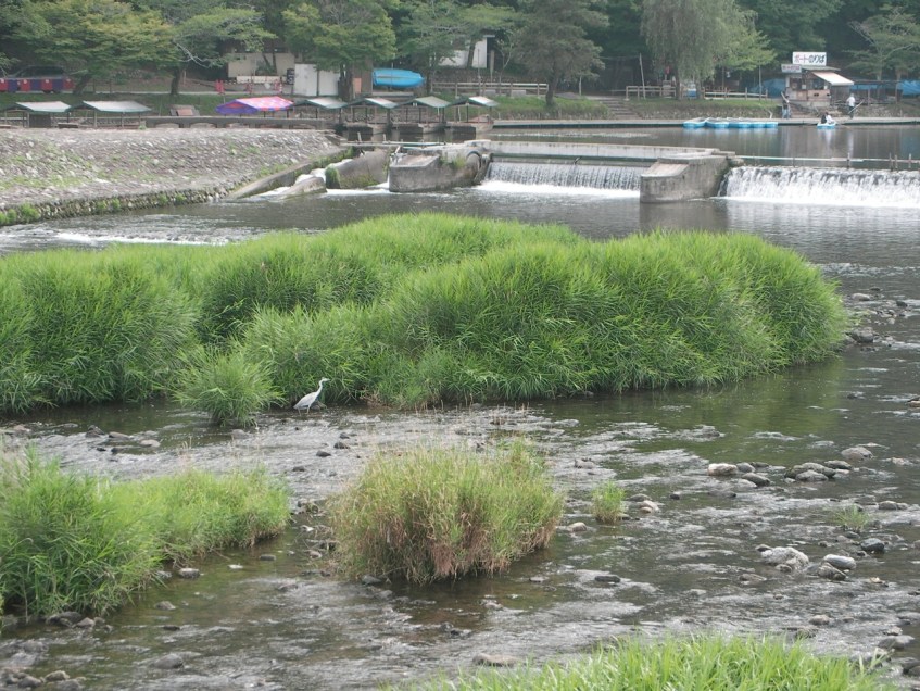 Crane in the River, Arashiyama