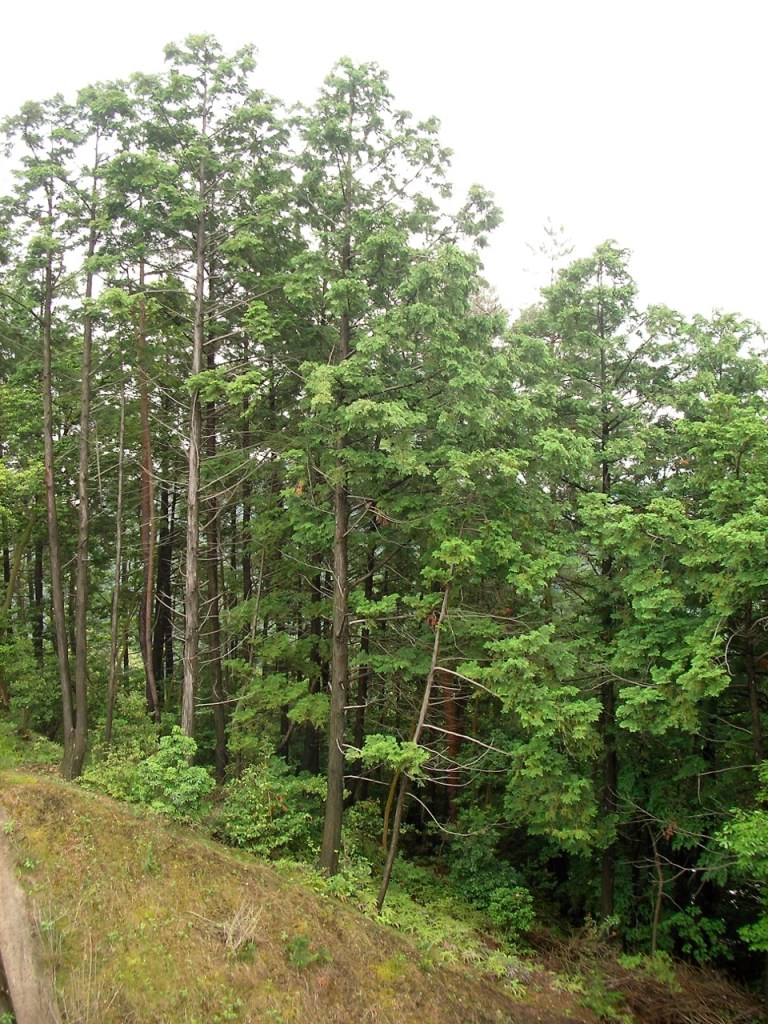 Forest outside our window