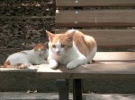 Imperial Palace "Guardian Cats"