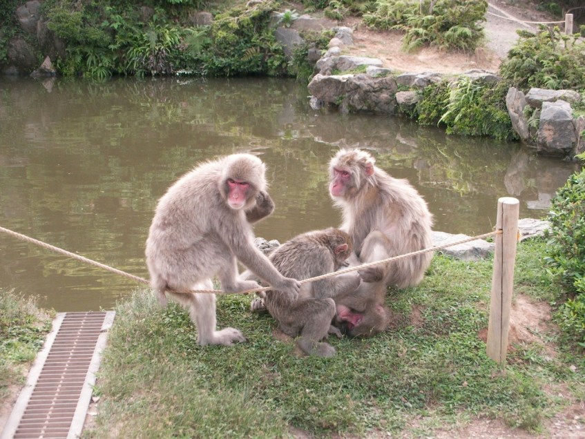 It's a regular Monkey Mountain!