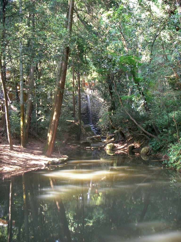 Kasuga Taisha Shrine Woods
