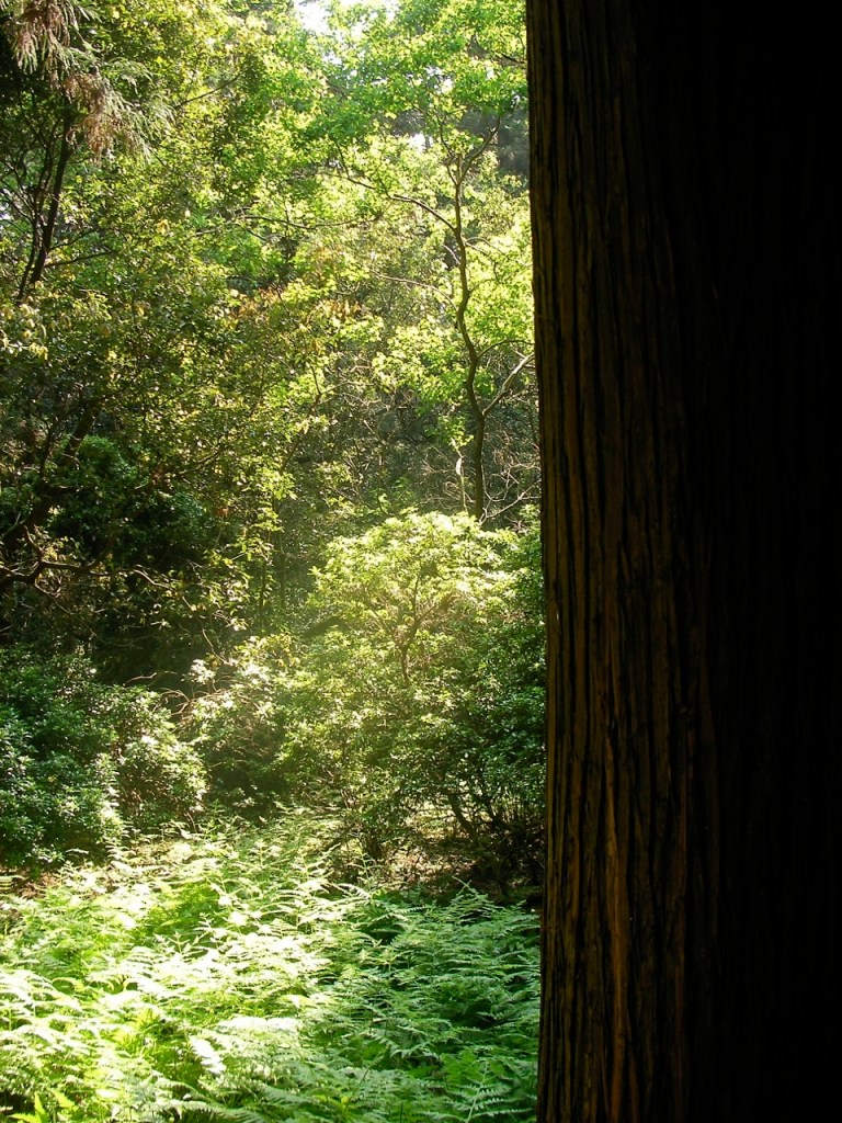 Kasuga Taisha Shrine Woods