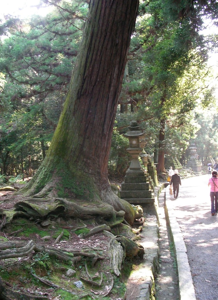 Kasuga Taisha Shrine Woods