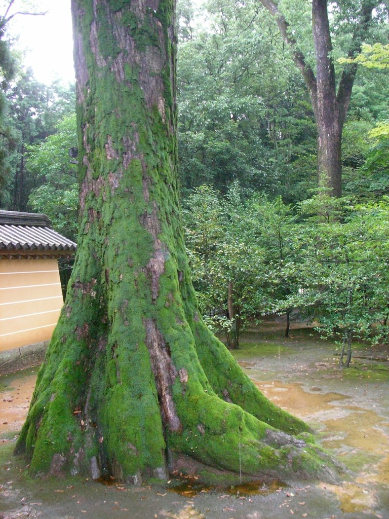 Kinkakuji Shrine Grounds - Mossy Tree