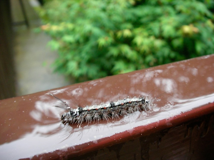 Kurama-yama caterpillar