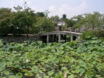 Lily ponds at Tenryu-ji Temple, Arashiyama