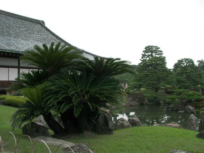 Lovely Palms—a bit of a curiosity