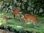 Miyajima Stroll - Deer