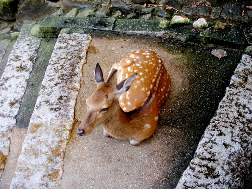 Miyajima Stroll - Deer