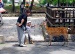 More Nara deer