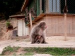 Mother and Baby, Arashiyama Monkey Park