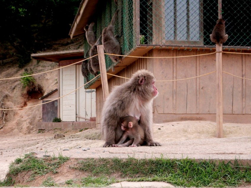 Mother and Baby, Arashiyama Monkey Park