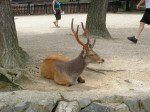 Nara deer (しか)