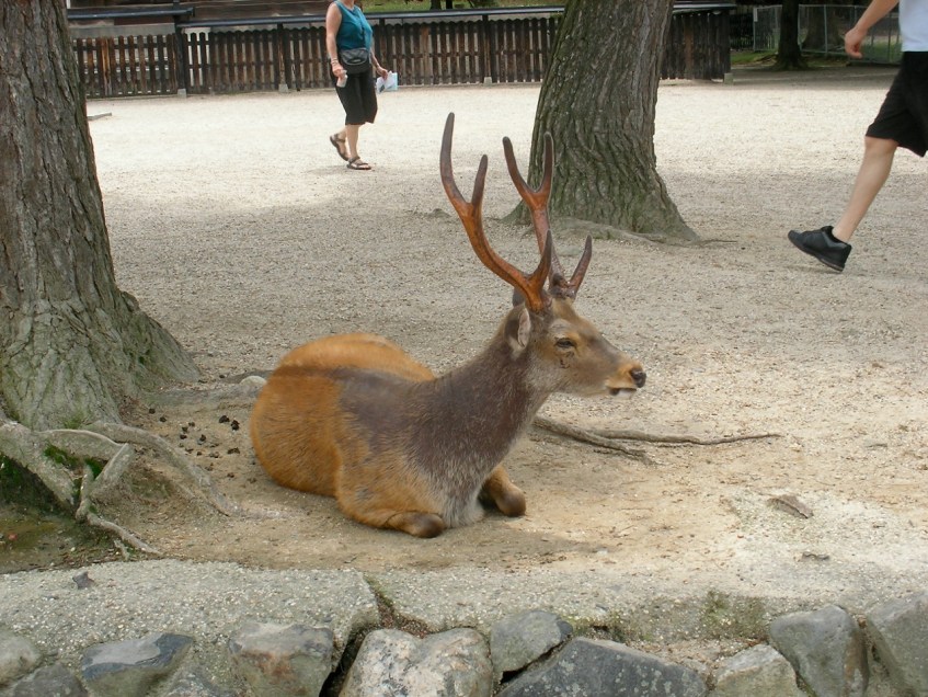 Nara deer (しか)