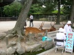 Nara deer (しか)