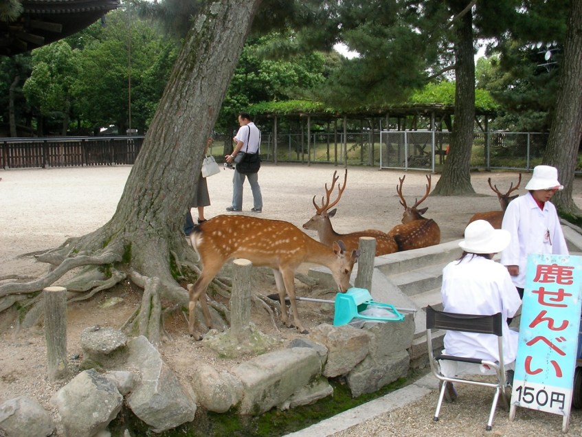 Nara deer (しか)