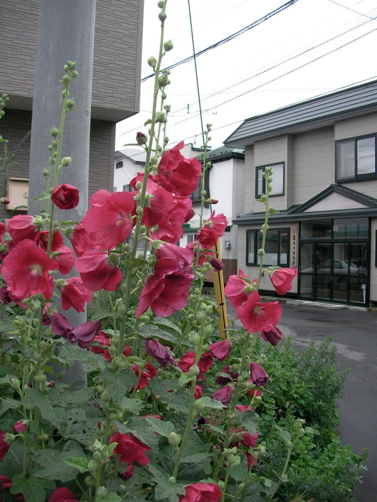 Neighborhood Flowers