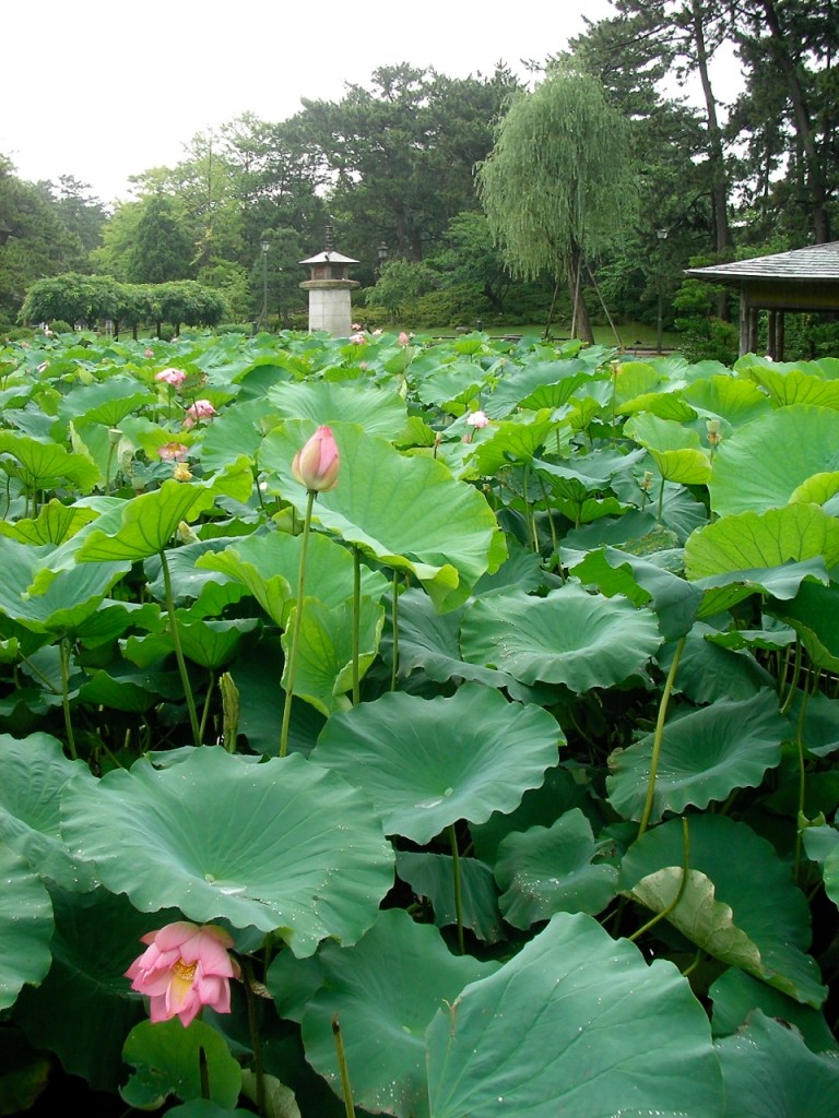 Niigata - Hakusan Shrine Park