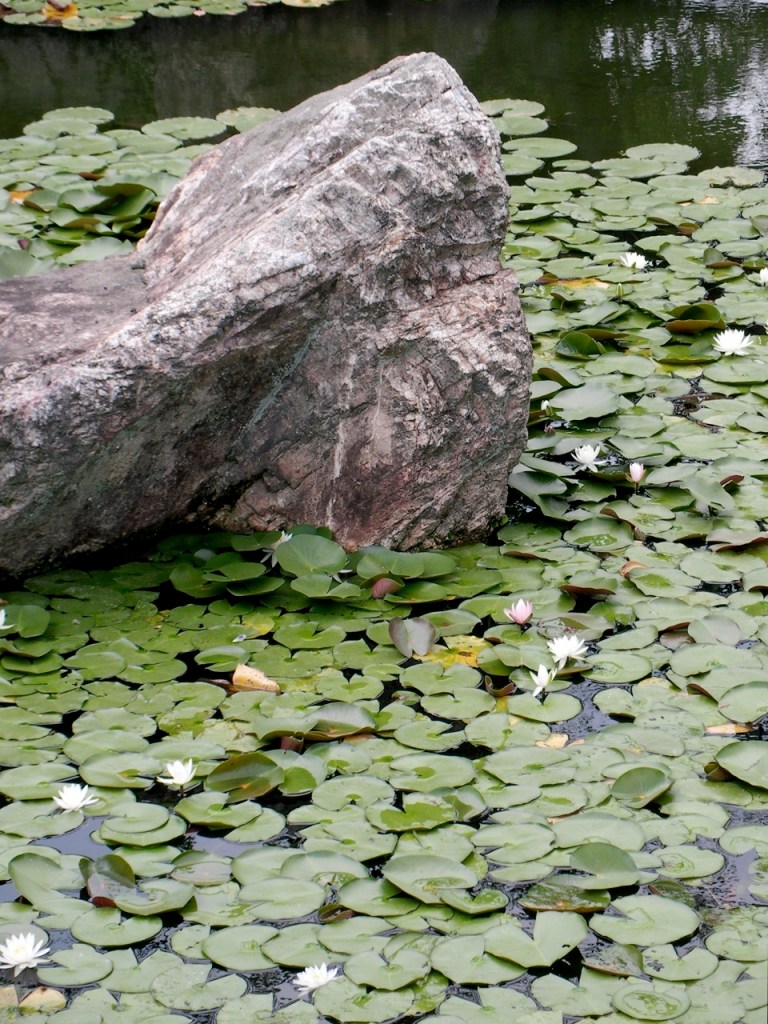 Nijo-jo Water Lilies