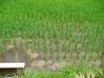 Rice field