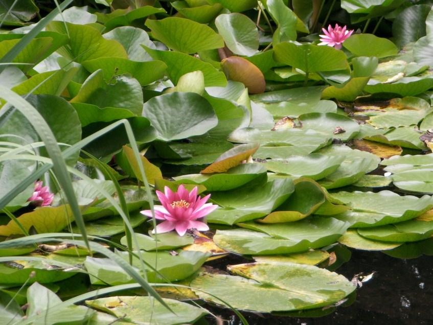 Sapporo Water Lilies