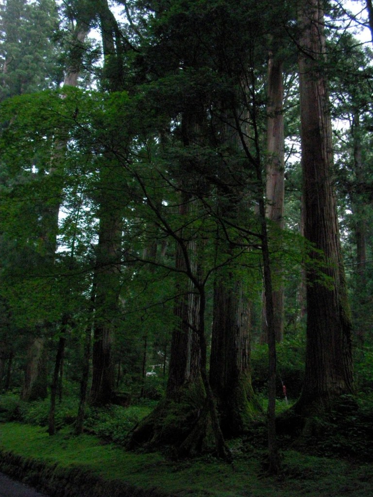The Sacred Trees of Nikko Mountain