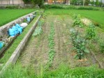Vegetable garden