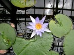 Botanical Gardens - Greenhouse Water Lily